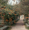 Tavira