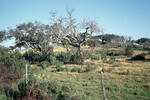 Alentejo