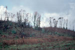 Waldbrand