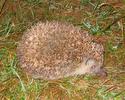Igel