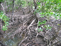 Mangroven