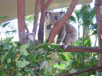 Zoo Cairns
