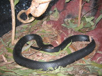 Zoo Cairns