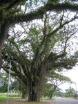 Mossman
