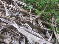 Python am Lake Eacham