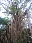 Curtain fig