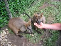 Kuranda