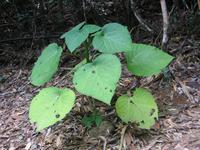Kuranda