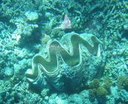 Great Barrier Reef