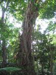 Stranglers fig