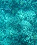 Great Barrier Reef