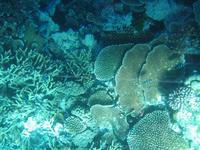 Great Barrier Reef