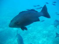 Great Barrier Reef
