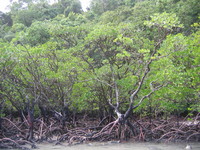 Cape Tribulation
