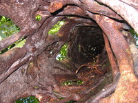 Stranglers fig