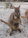 Rock Wallaby