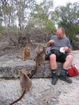 Rock Wallabies