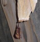 Chillagoe Caves
