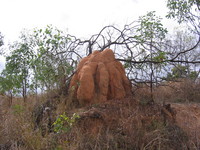 Termite mound