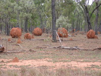 Termite mounds