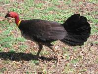 Bush turkey