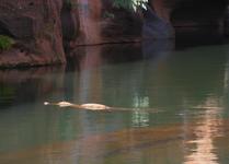 Cobbold Gorge