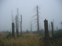 Toter Wald