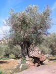 Olivenbaum