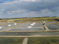 Salinen