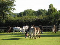 Donkey Sanctuary