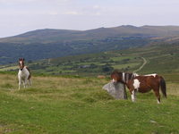 Dartmoor