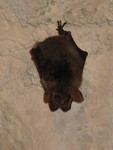 Fledermaus