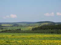 Slavkovský les