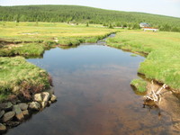 Saphirflössel