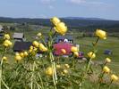 Trollblumen