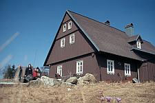 Krokusse vorm Misthaus